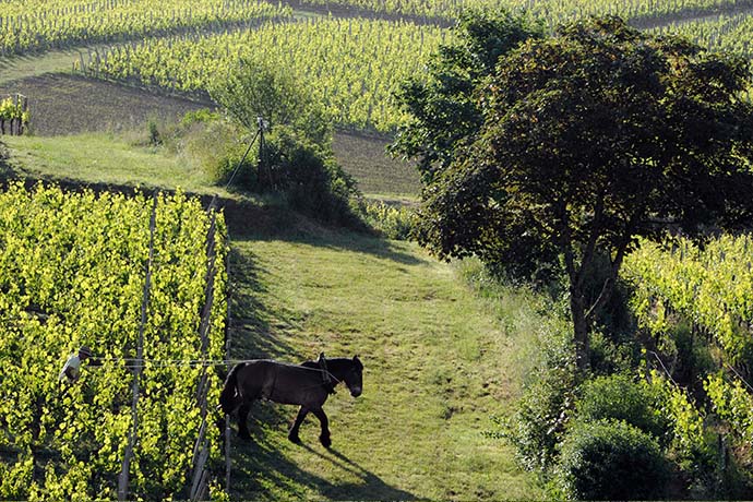 Château Le Prieuré Château Le Prieuré