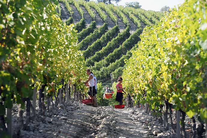 Produttori del Gavi Produttori del Gavi
