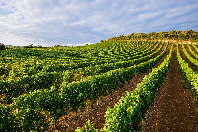 Summum Wines Summum Wines