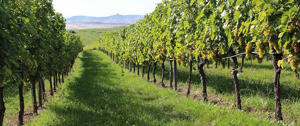 Over POOT Agenturen - wines from all over the world