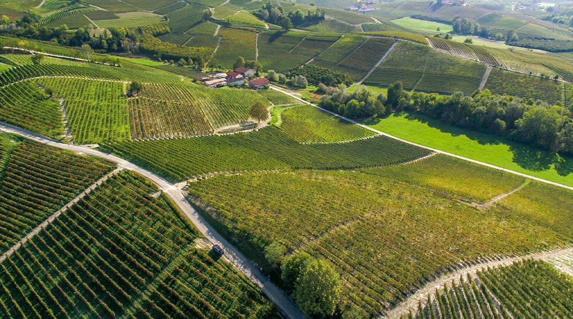 Vignolo