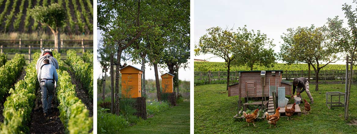 Château Latour werkt mét de natuur. Paarden lopen zachtjes door de wijngaarden en bijen zorgen voor het vergroten van de biodiversiteit. Foto's: Brice Braastad/Vinexia