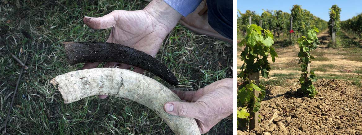 Château Fonroque werkt volledig biologisch-dynamisch. Foto links: Laurent Edeline. Foto rechts: Château Fonroque