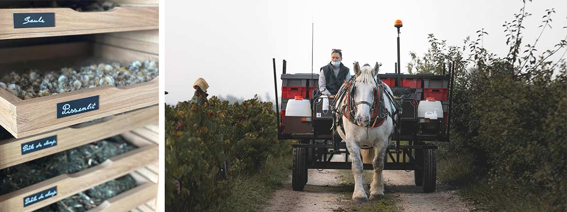 Château Pontet-Canet gebruikt enkel natuurlijke preparaten in de wijngaarden werkt. Paarden lopen zachtjes door de wijngaarden. Foto links: Château Pontet-Canet. Foto rechts: Joana Margan