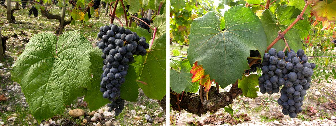 Petit Verdot en Malbec - foto's: CIVB
