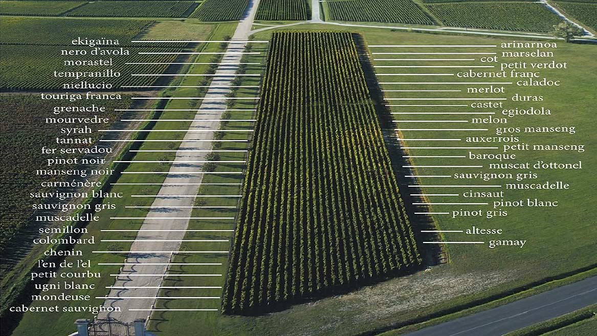 Nieuwe druivensoorten bij Château La Tour Carnet - foto: Château La Tour Carnet / Bernard Magrez Group