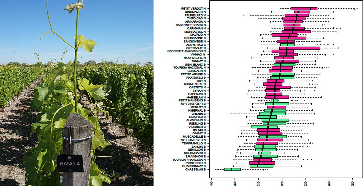 Het VitAdapt-project in Bordeaux - foto links: Agnès Destrac-Irvine. Kaart rechts: zie bronvermelding onder foto