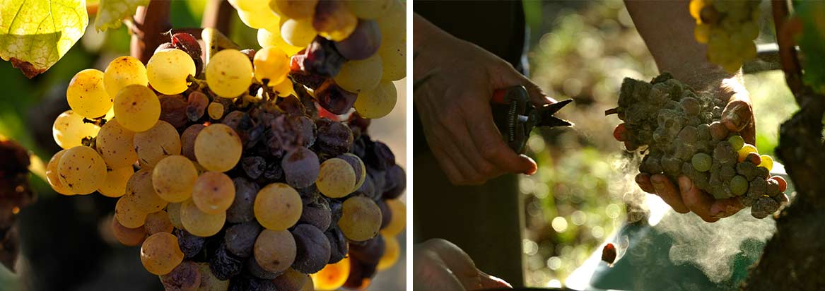 Botrytis bij Château Lafaurie-Peyraguey in Sauternes